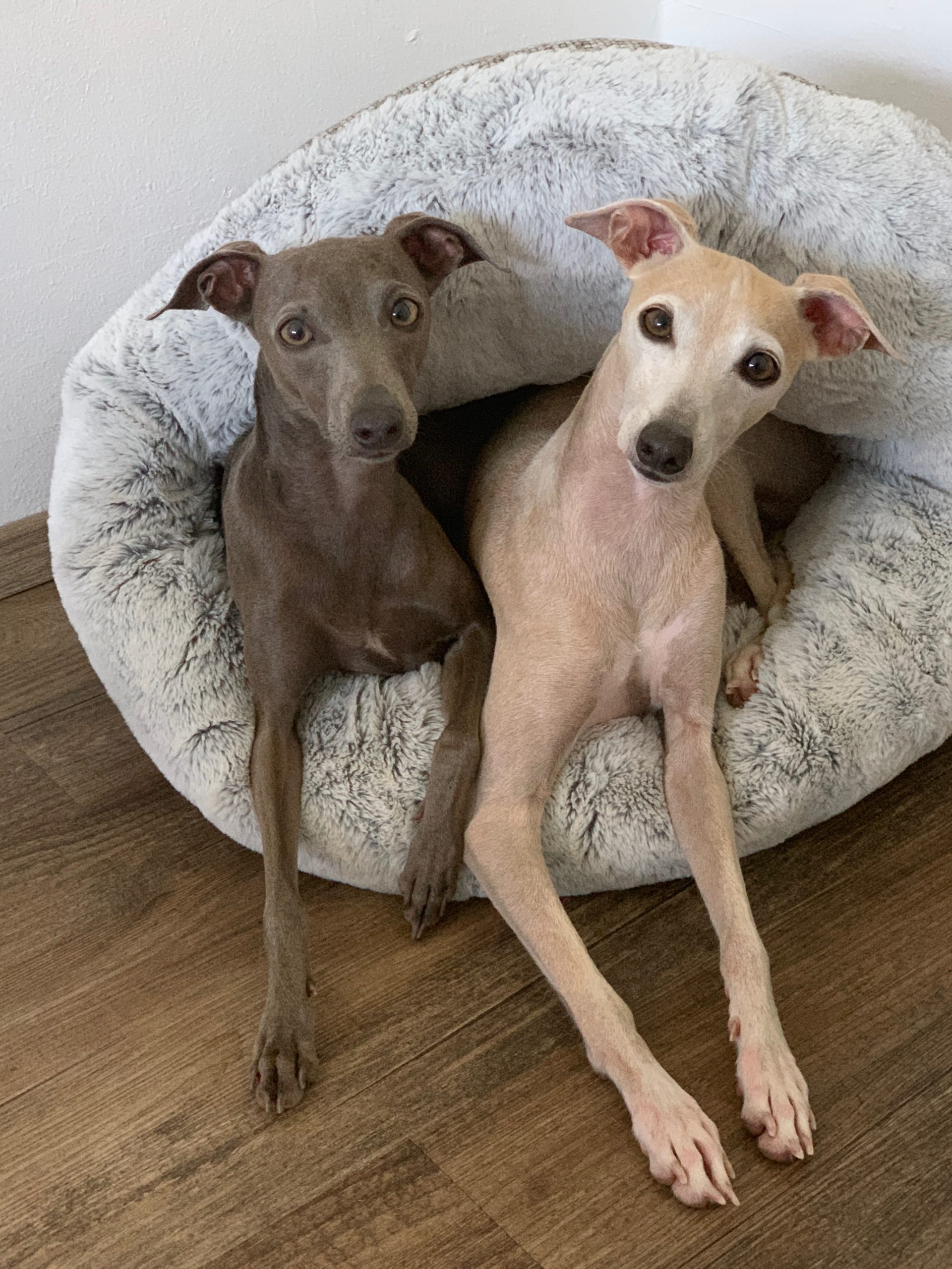  ber Uns Come Il Vento Italienisches Windspiel Hundez chtung